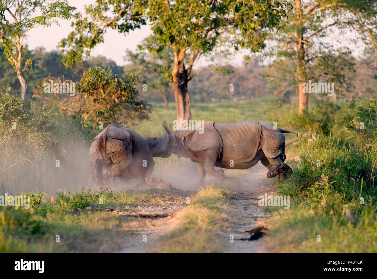 Rhinocéros indien, Rhinoceros unicornis, paire de mâles combats, parc national de Kaziranga, Assam, Inde, patrimoine mondial et l'UICN UICN Catégorie II Site, 2004 e Banque D'Images