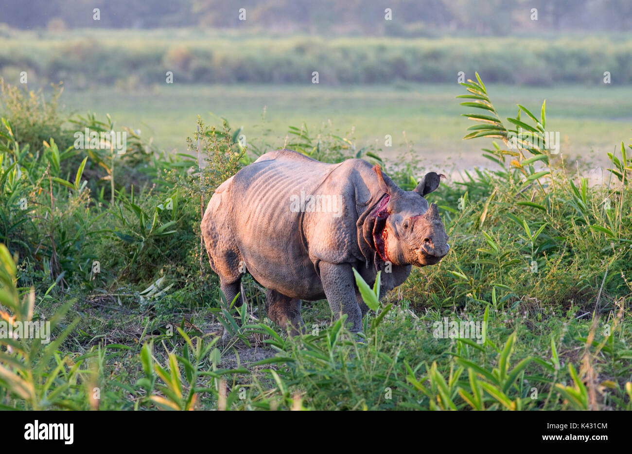 Rhinocéros indien, Rhinoceros unicornis, blessé après avoir combattu, le parc national de Kaziranga, Assam, Inde, patrimoine mondial et l'UICN UICN, site de catégorie II 2 Banque D'Images
