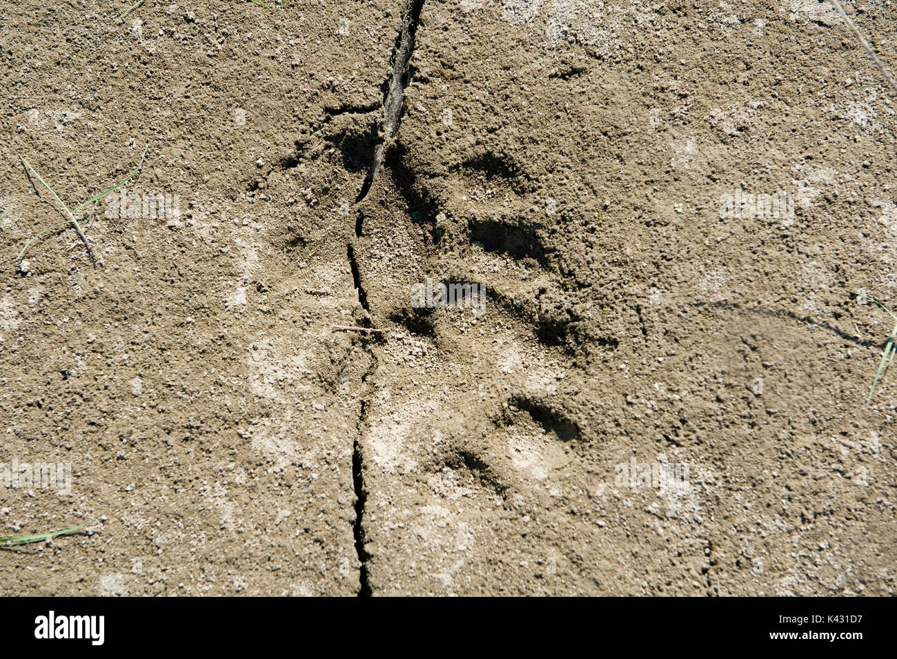 Tiger Paw mark de boue et de sable, le parc national de Kaziranga, Assam, Inde, Patrimoine Mondial de l'UICN et de catégorie II., pug, imprimer, empreinte, Big cat Banque D'Images