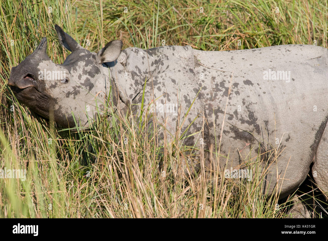 Rhinocéros indien, Rhinoceros unicornis, dans l'herbe haute, le parc national de Kaziranga, Assam, Inde, patrimoine mondial et l'UICN UICN Catégorie II Site, 2004 Disparition Banque D'Images