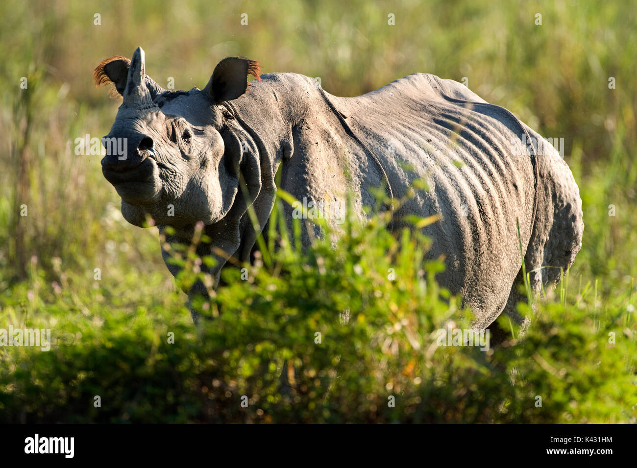 Rhinocéros indien, Rhinoceros unicornis, parc national de Kaziranga, Assam, Inde, patrimoine mondial et l'UICN UICN Catégorie II Site, 2004 en danger, vulnérable, o Banque D'Images