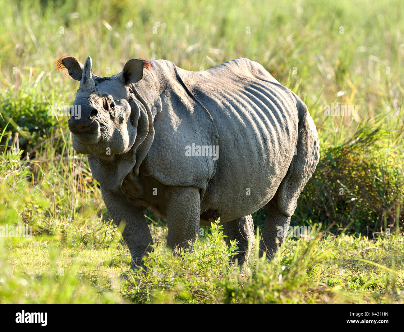Rhinocéros indien, Rhinoceros unicornis, parc national de Kaziranga, Assam, Inde, patrimoine mondial et l'UICN UICN Catégorie II Site, 2004 en danger, vulnérable, o Banque D'Images