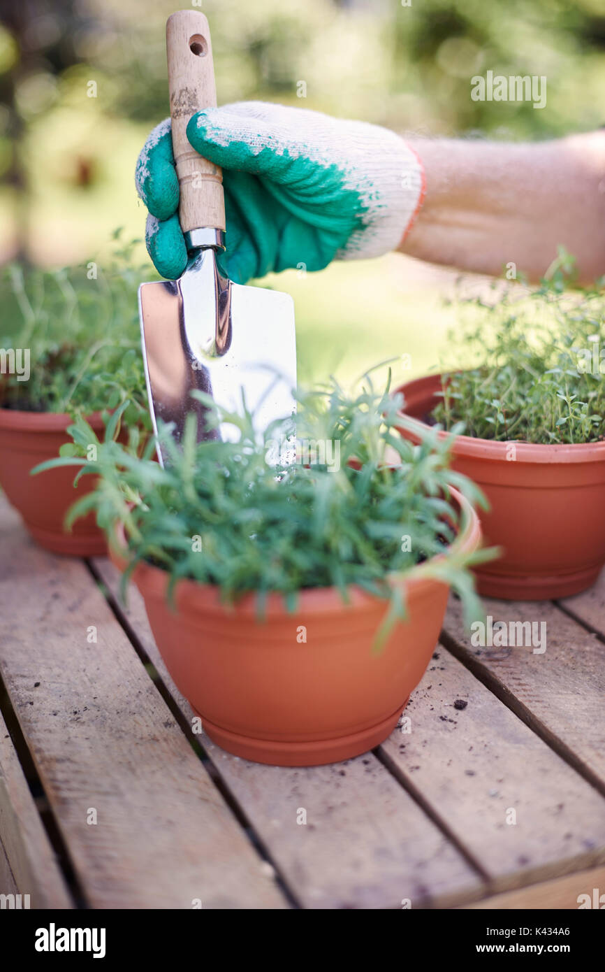 Il faut prendre soin des herbes fraîches Banque D'Images