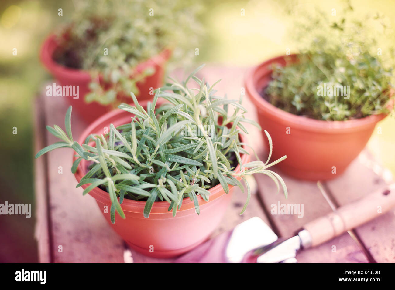 Des herbes cultivées dans les pots Banque D'Images