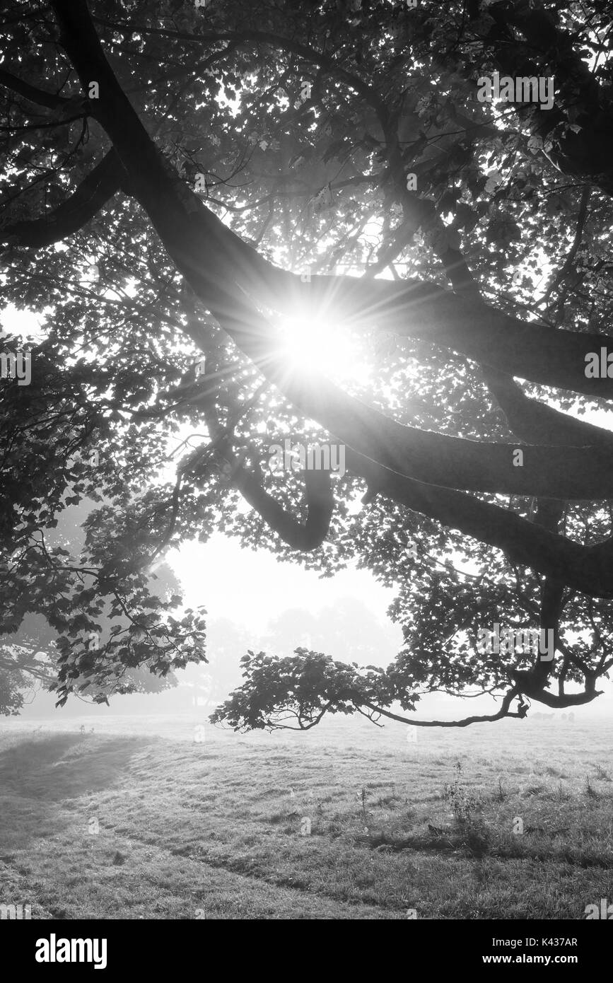 La lumière du soleil dans les branches d'un sycomore sur un matin d'automne brumeux. Banque D'Images