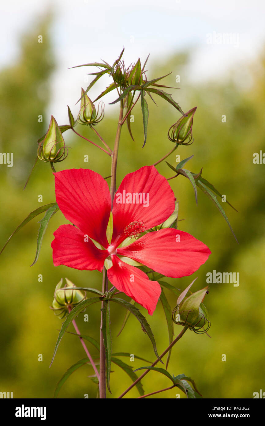 Fleur d'hibiscus rouge Banque D'Images