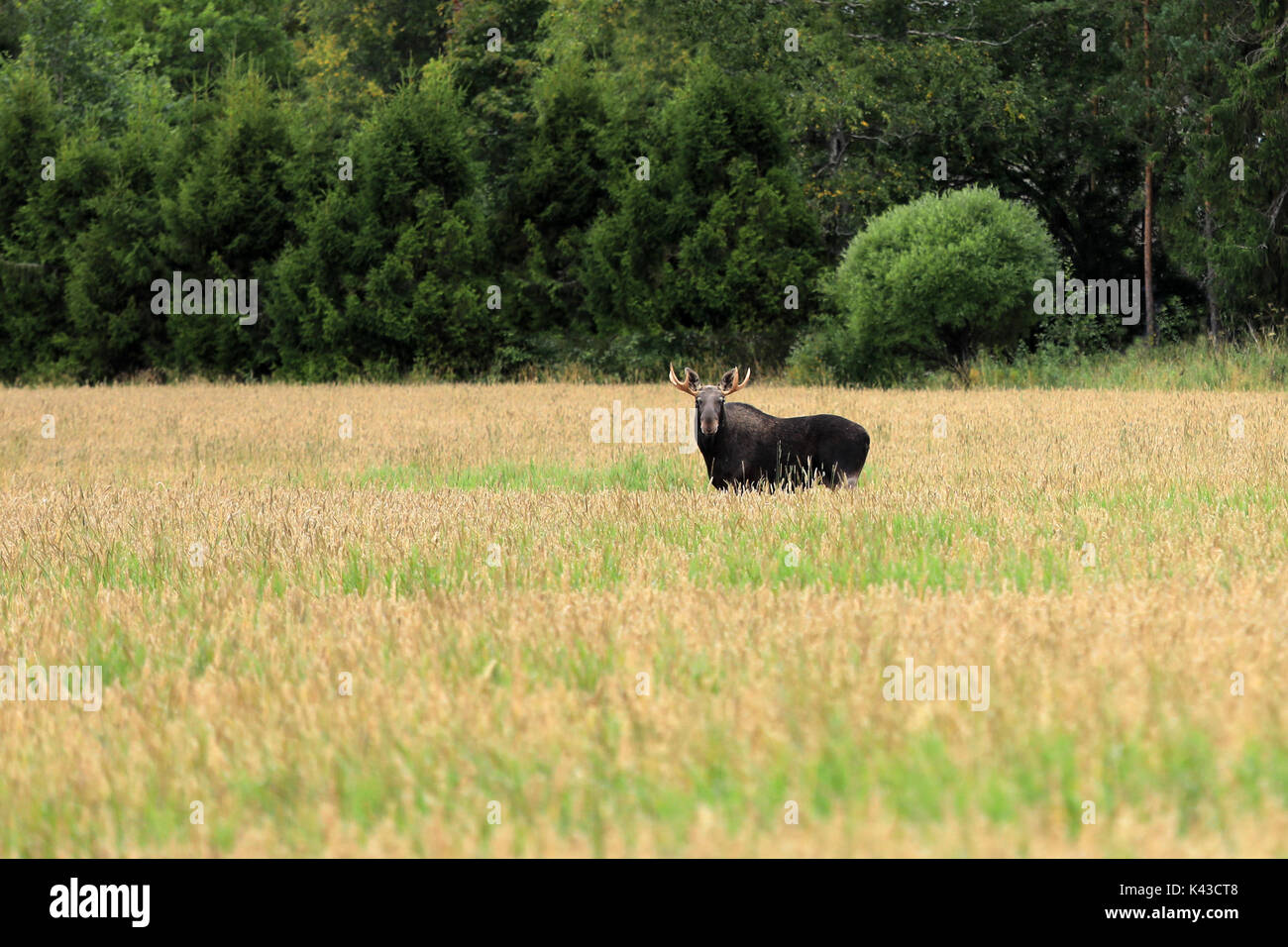 Les wapitis mâles se dresse au milieu d'un champ de blé et regarde droit devant. Banque D'Images
