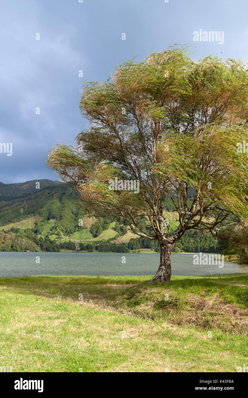 Vent en saule pleureur près du lac, Sao Miguel, Açores Banque D'Images