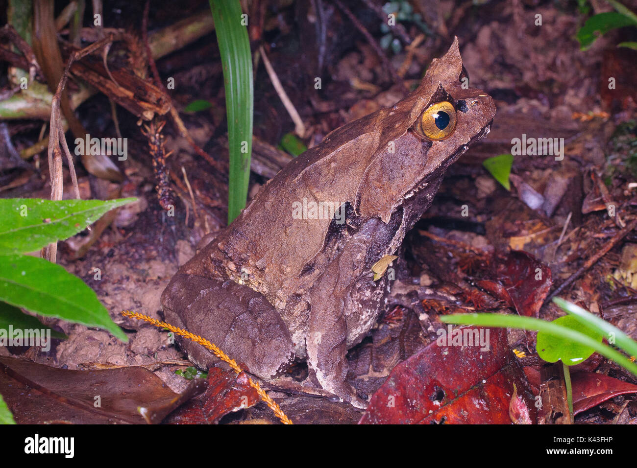 Montane (megophrys kobayashii grenouille cornue) Banque D'Images