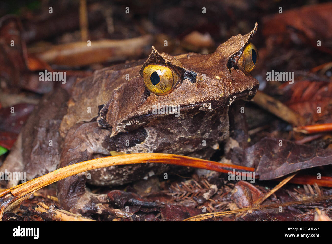 Montane (megophrys kobayashii grenouille cornue) Banque D'Images