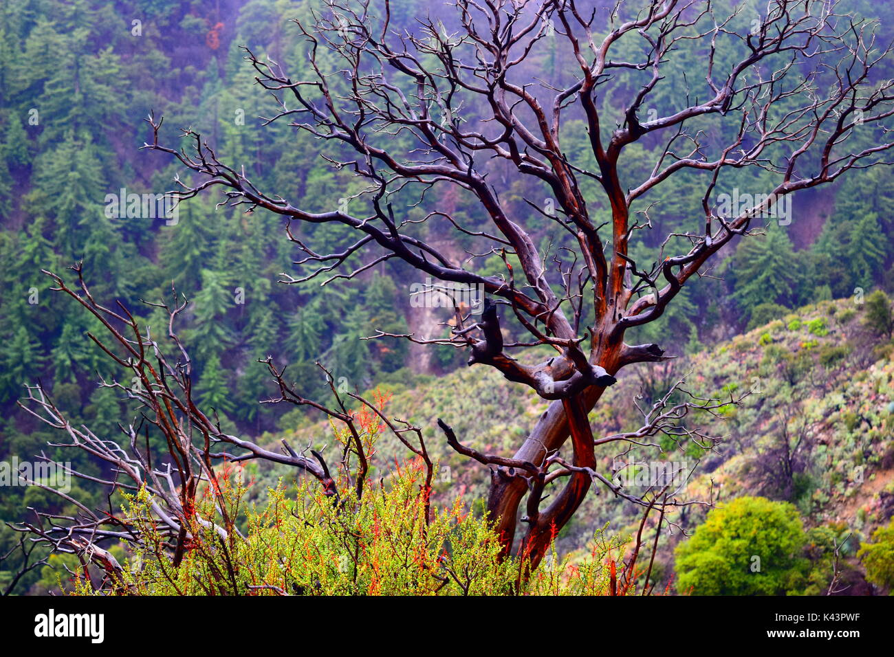 Vues lors d'une randonnée jusqu'au pic de San Gabriel socal. Banque D'Images