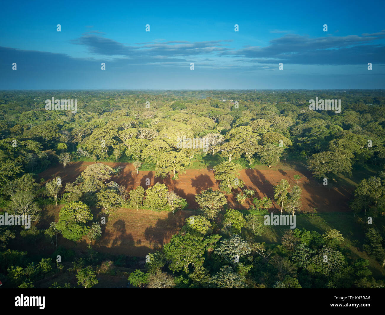 Green trees in forest aerial drone vue sur la lumière ensoleillée Banque D'Images