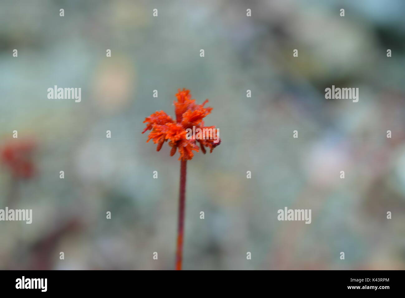 Vues lors d'une randonnée jusqu'au pic de San Gabriel socal. Banque D'Images