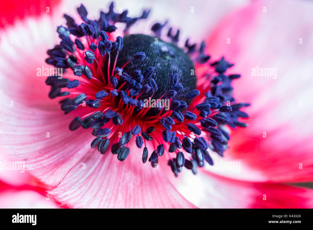 Gerbera Daisy Banque D'Images