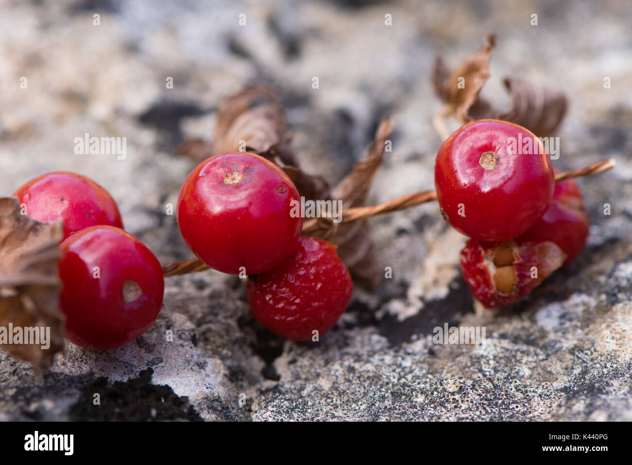 Black bryony (Tamus communis) petits fruits sur l'usine. Fruits toxiques rouge vif d'environ 1 cm de diamètre à la fin de l'été Banque D'Images
