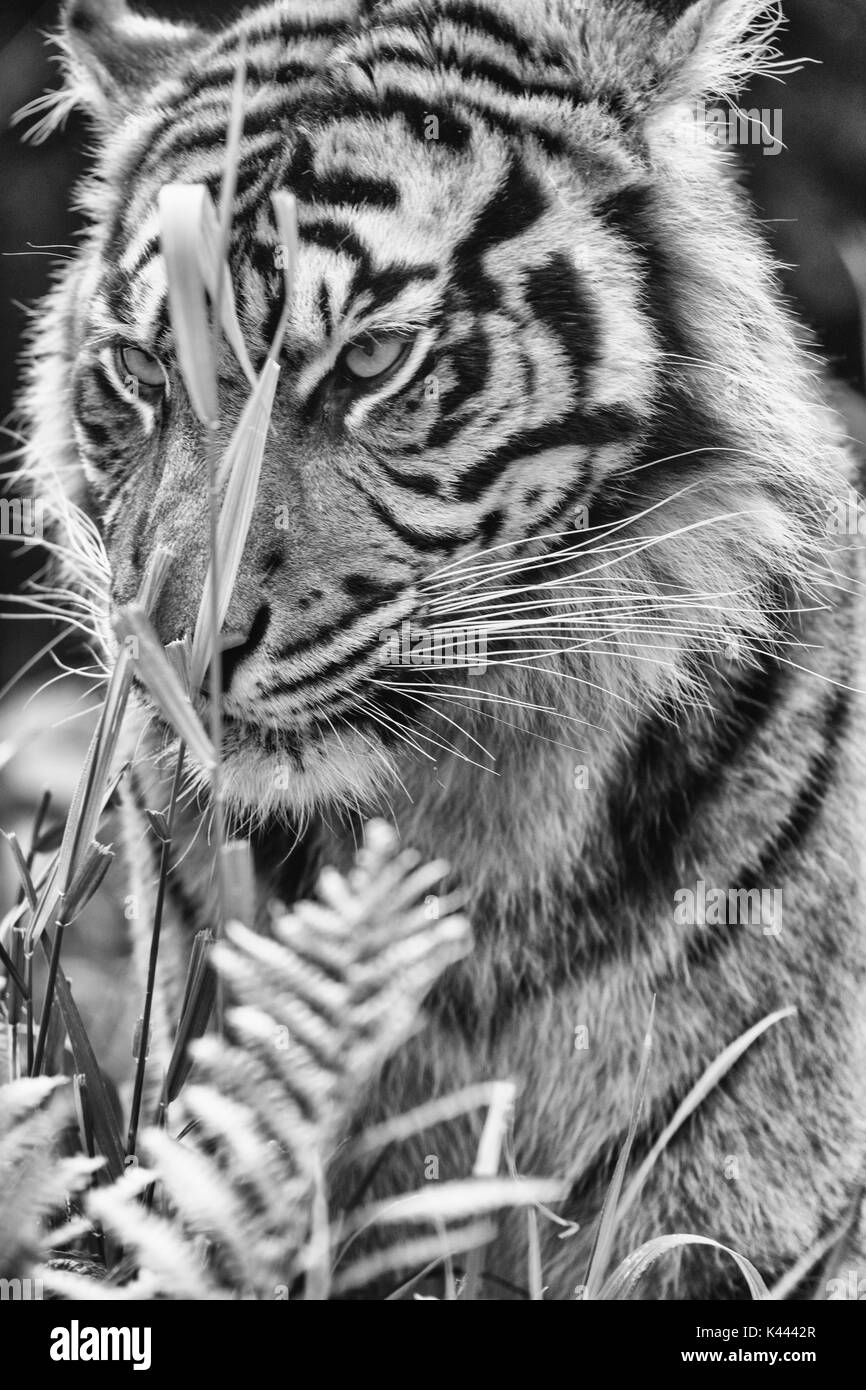 animaux de zoo Banque D'Images