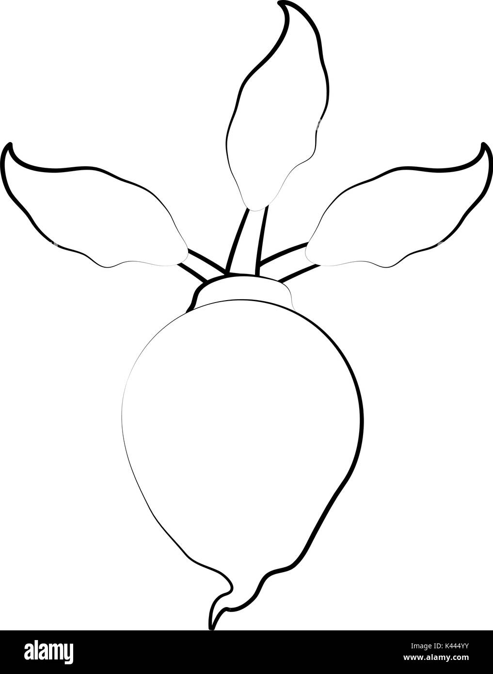 Légumes frais radis Illustration de Vecteur