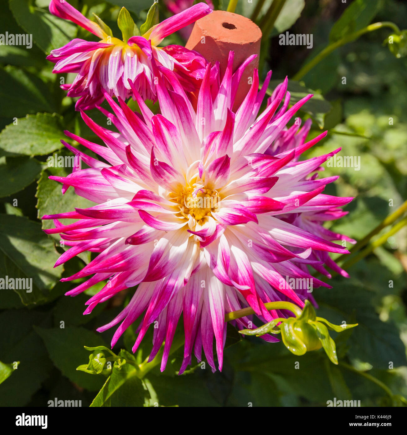 Sorbet Geerlings Dahlia Banque D'Images