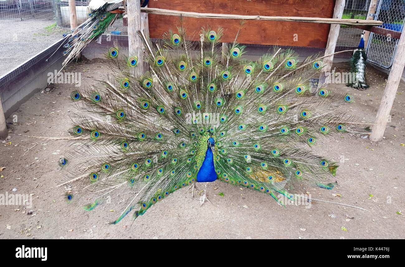 Propagation Peacock feathers Banque D'Images