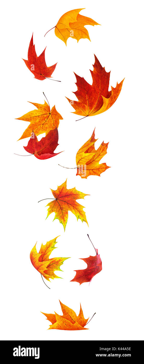 Feuilles d'érable isolé. La chute des feuilles d'érable rouge et orange isolé sur fond blanc avec clipping path Banque D'Images