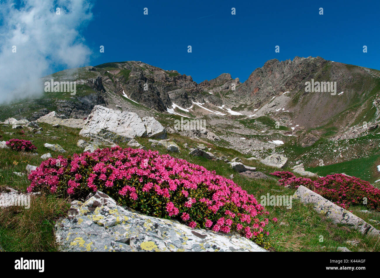 Fleur alpine, un Rhododendron dans la floraison. Alpes Ligures, Italie, Europe Banque D'Images