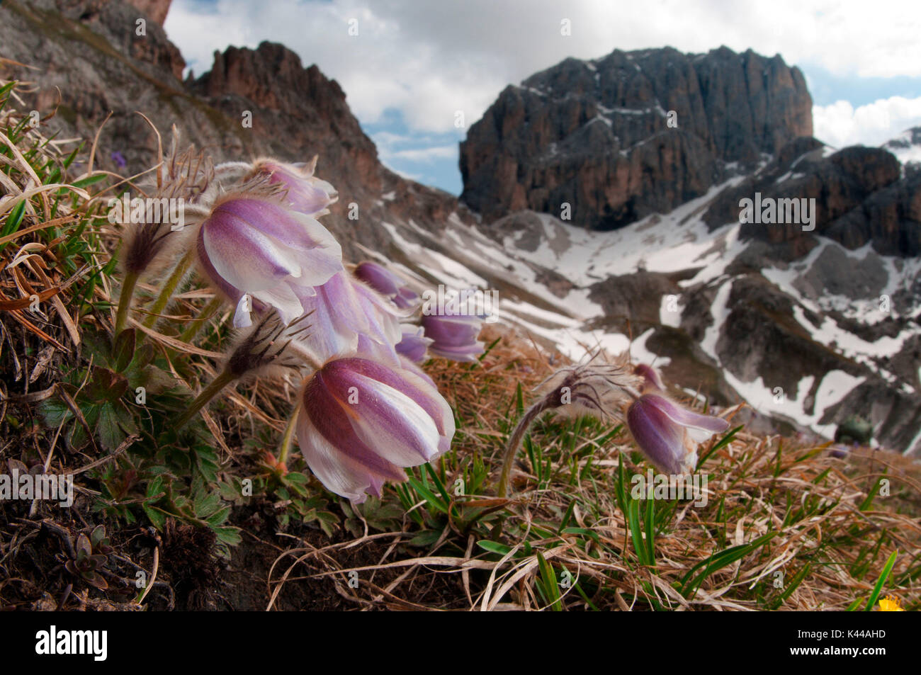 Fleurs alpines sur l'Unesco montagnes des Dolomites au printemps. Pulsatilla. La vallée de Fassa, Trentin, Italie, Gênes Banque D'Images