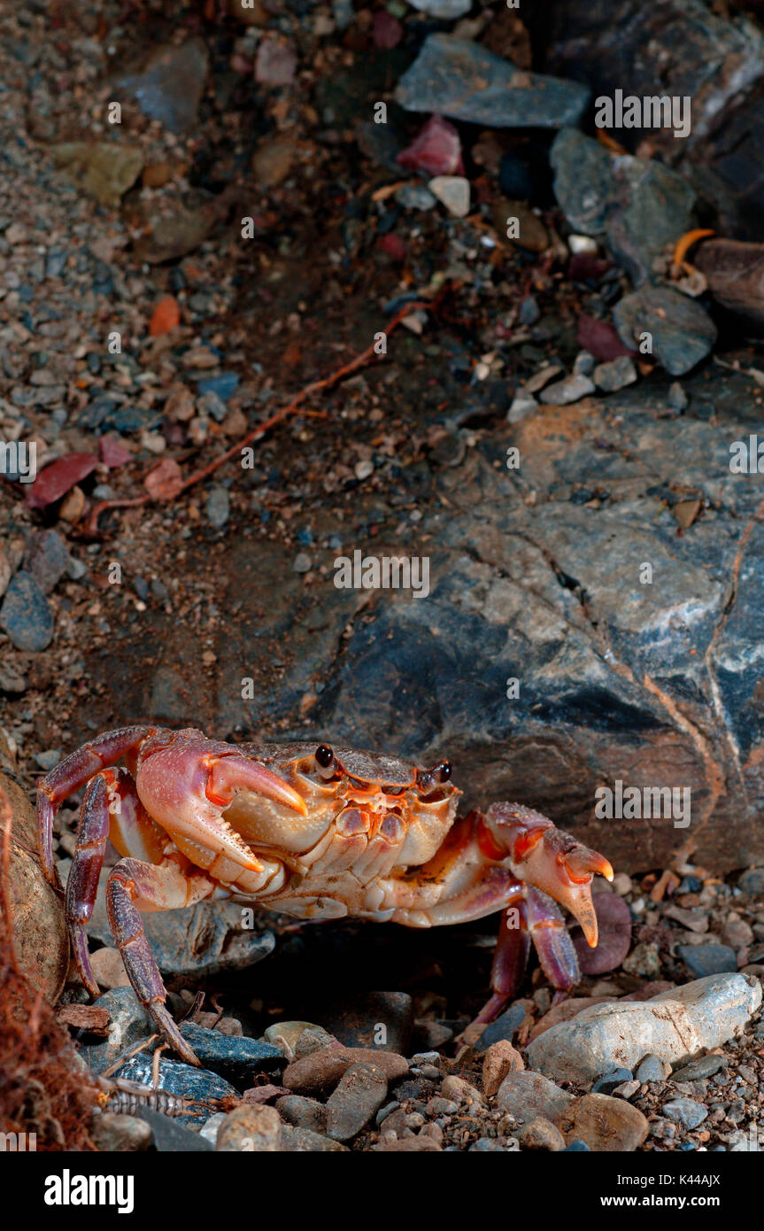 Potamon fluviatile est une eau douce rare crabe italien. La Vallée de Vara, Gênes, Italie, Europe Banque D'Images