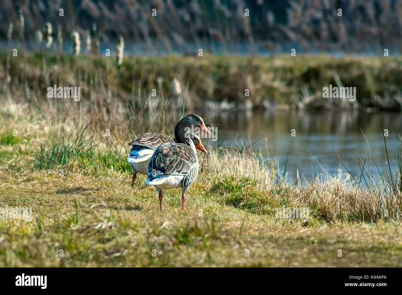 Deux canards sur l'herbe par un lac Banque D'Images