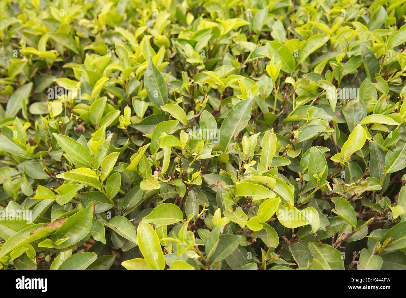 Champs de thé autour de plantations d'Ella, Sri Lanka, Asie Banque D'Images