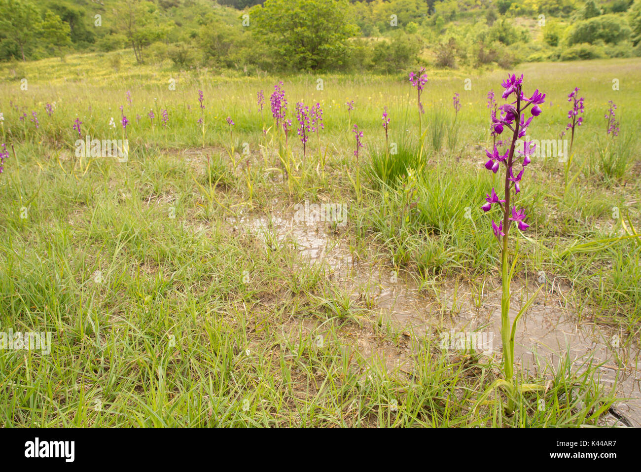 Wild Orchid, Anacamptis laxiflora bloom dans son habitat spécifique Banque D'Images