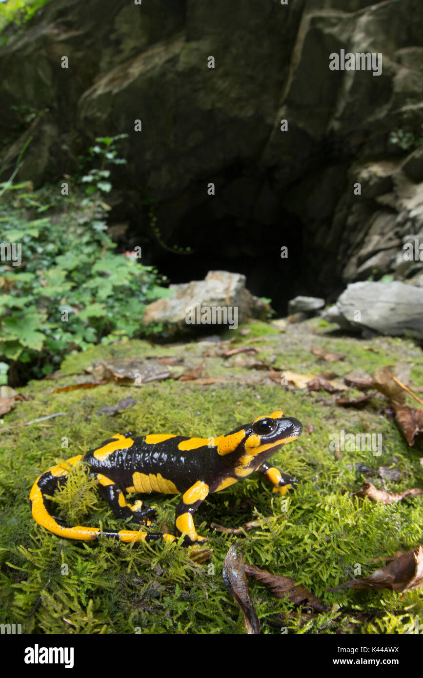 Spécimen de salamandre Salamandra Salamandra, incendie Banque D'Images