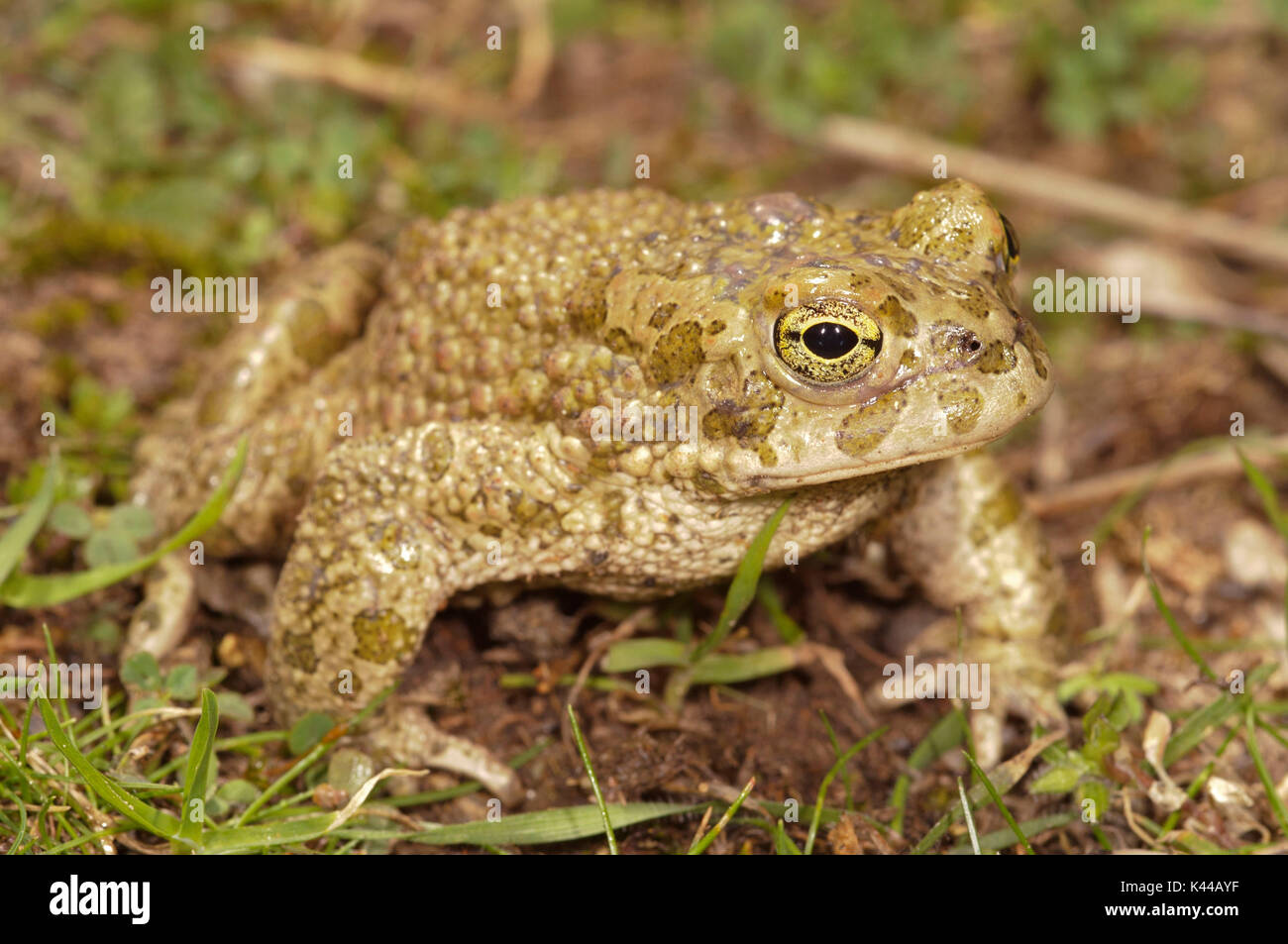 Speciemen de Bufo viridis Banque D'Images