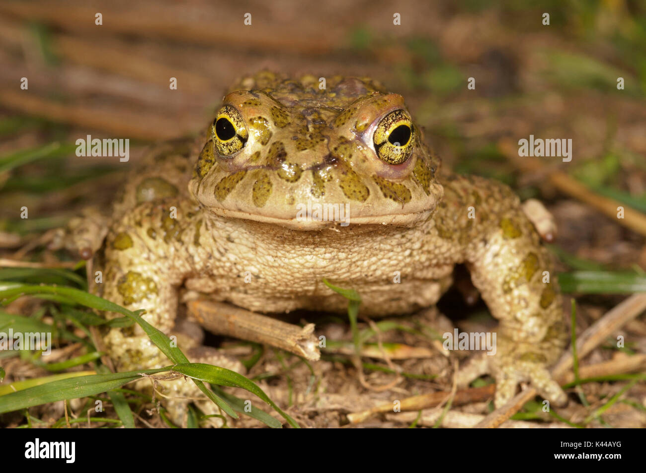 Détail de l'échantillon de Bufo viridis. Banque D'Images
