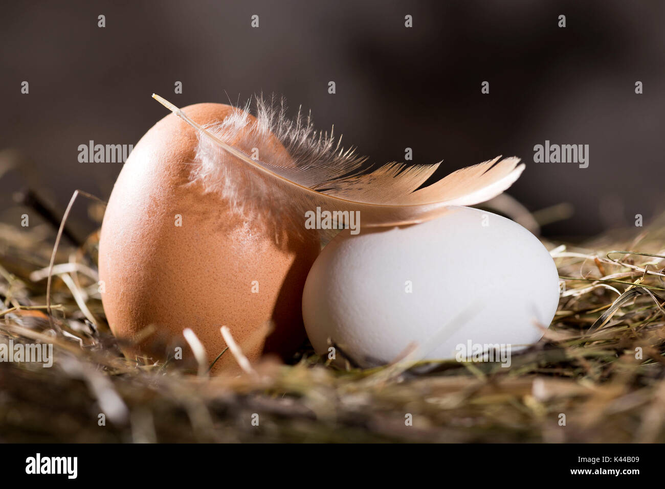 Oeufs, oeufs, oeufs bio naturel, oeufs, oeufs frais, Banque D'Images