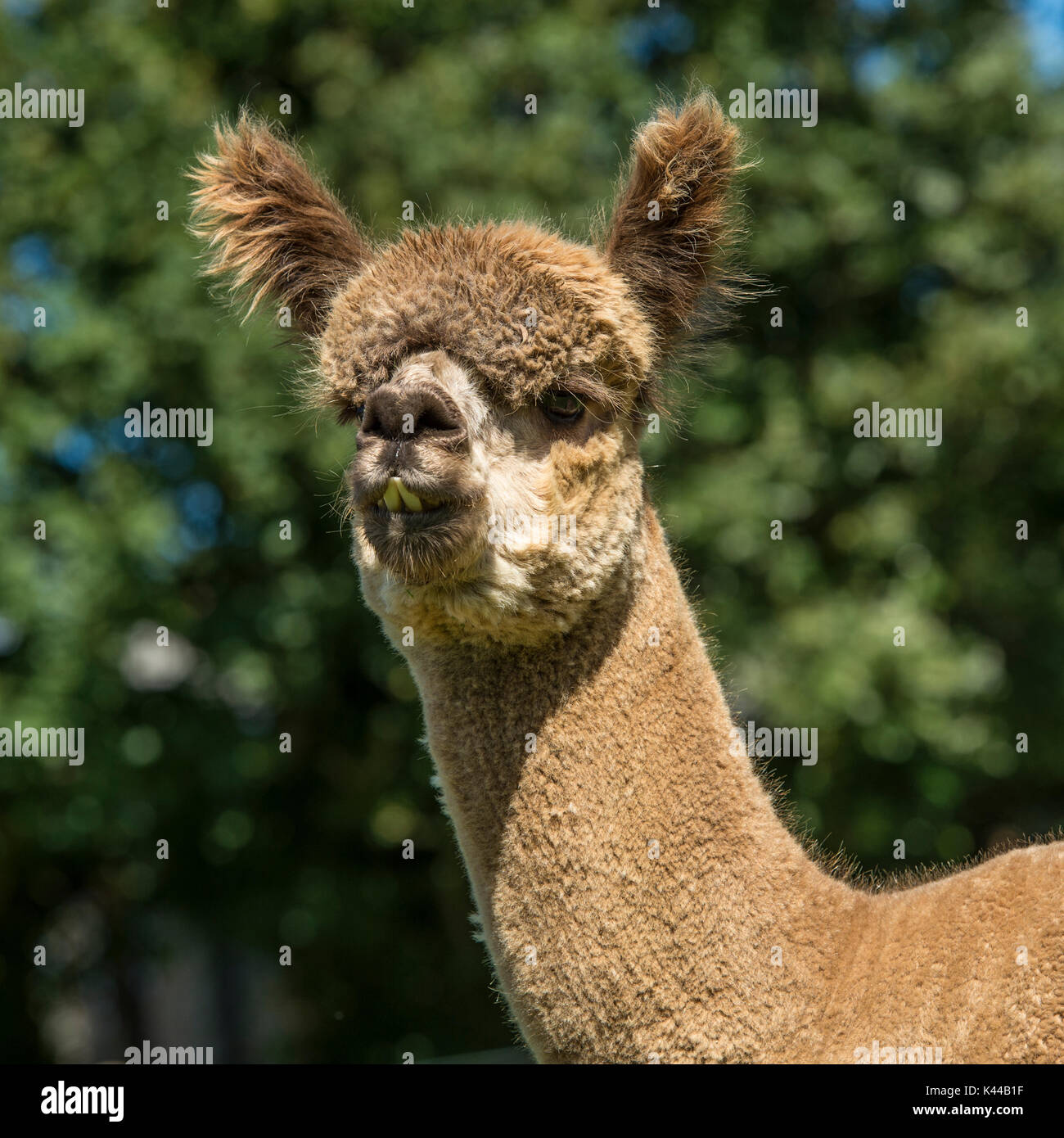 Alpaga De Compagnie Banque D Image Et Photos Alamy