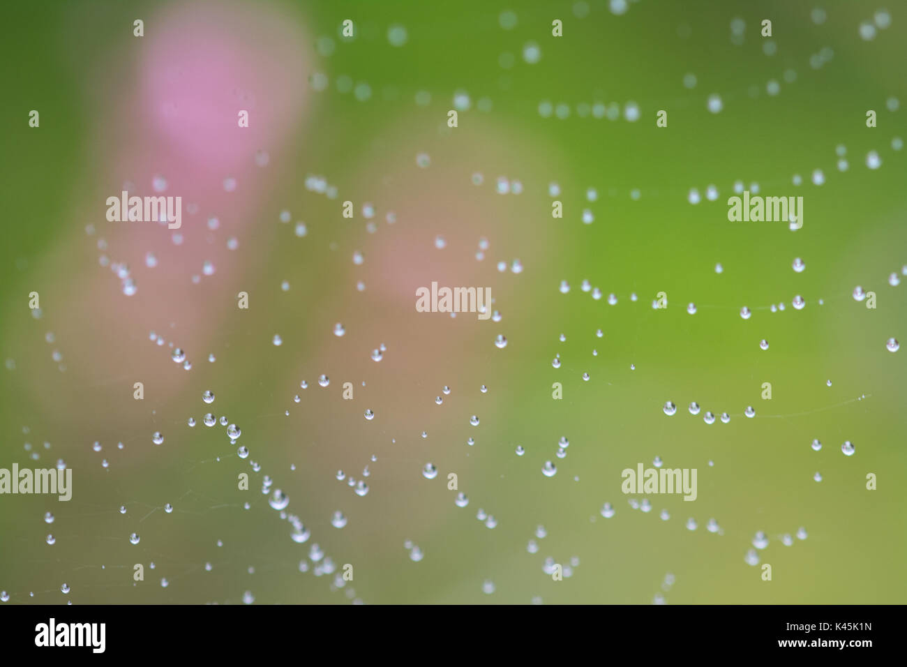 Close-up of spider's web couvert de gouttes de pluie sur la lande Banque D'Images