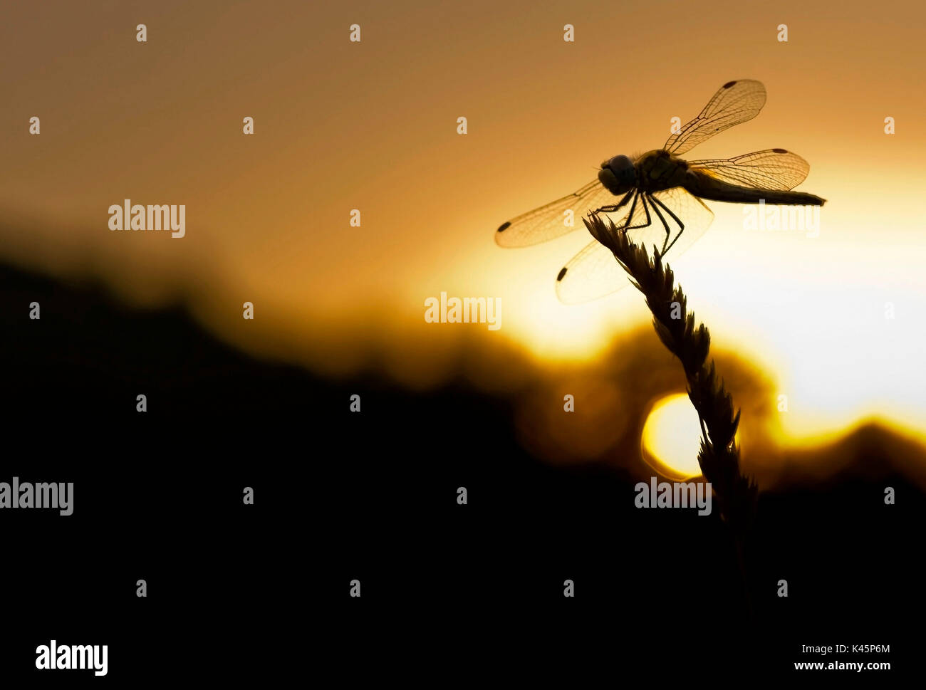 Silhouette libellule au coucher du soleil Banque D'Images
