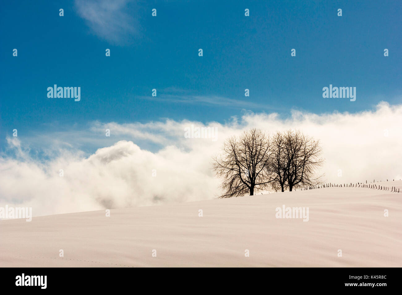 Gallio, d'Altopiano Asiago, Province de Vicenza, Vénétie, Italie. Deux arbres en hiver le soleil. Banque D'Images