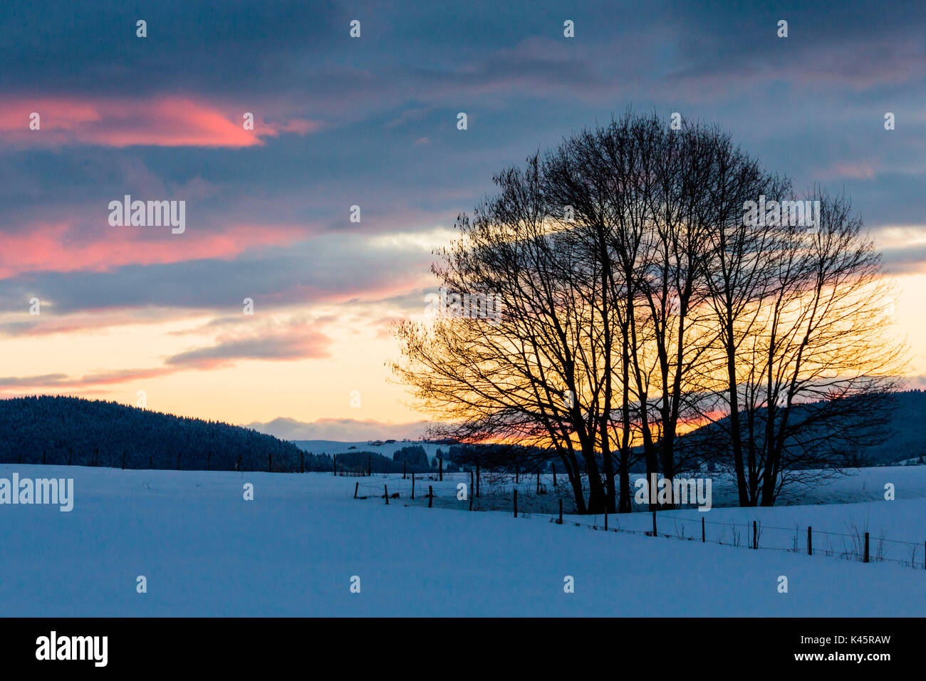 De l'Altopiano Asiago, Province de Vicenza, Vénétie, Italie. Les hêtres dans paysage d'hiver. Banque D'Images