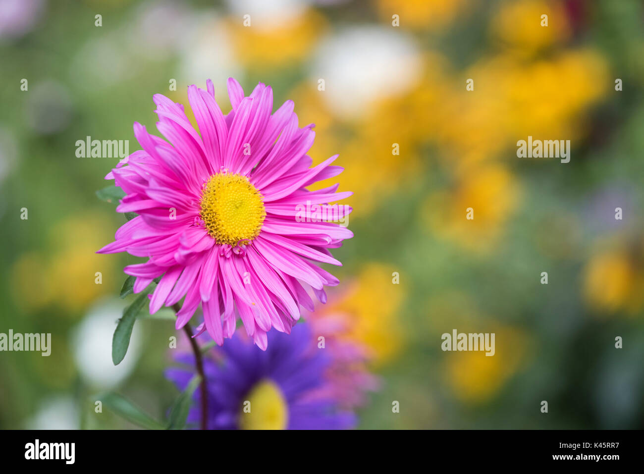 Callistephus chinensis. Andrella unique géant Aster fleurs mixtes dans un jardin anglais border Banque D'Images