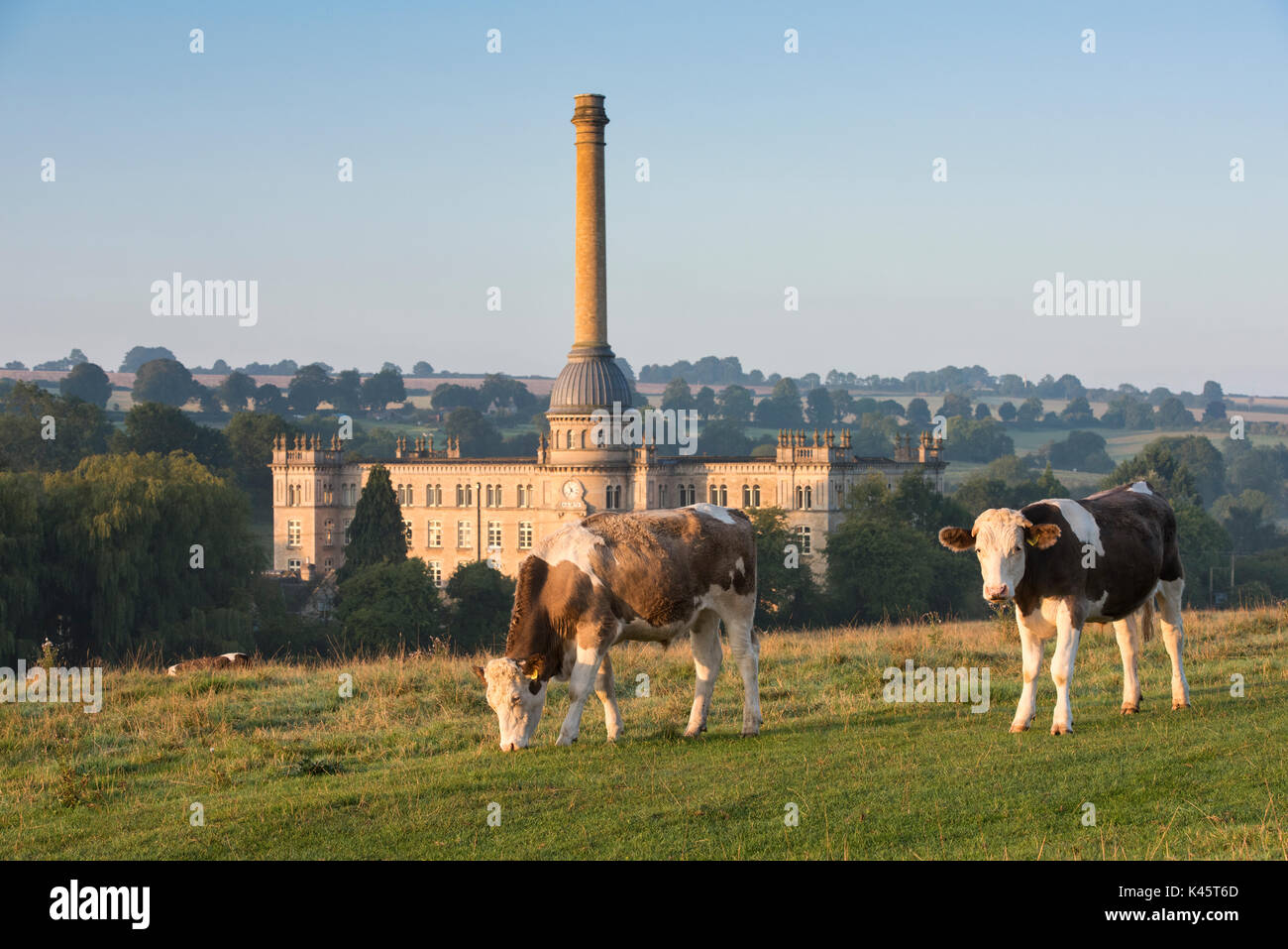 Taureaux en face de Bliss Tweed Mill tôt le matin. Chipping Norton, Oxfordshire, Angleterre Banque D'Images