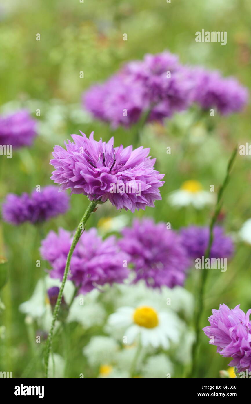 Bleuet (Centaurea cyanus mauve) et de type marguerite Matricaria inodora, dans une prairie de fleurs en été (juillet), Sheffield, Angleterre, Royaume-Uni Banque D'Images