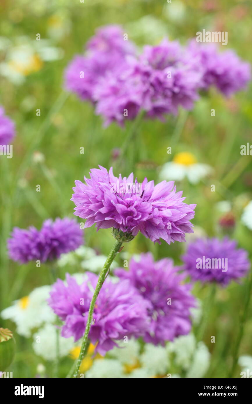 Bleuet (Centaurea cyanus mauve) et de type marguerite Matricaria inodora, dans une prairie de fleurs en été (juillet), Sheffield, Angleterre, Royaume-Uni Banque D'Images