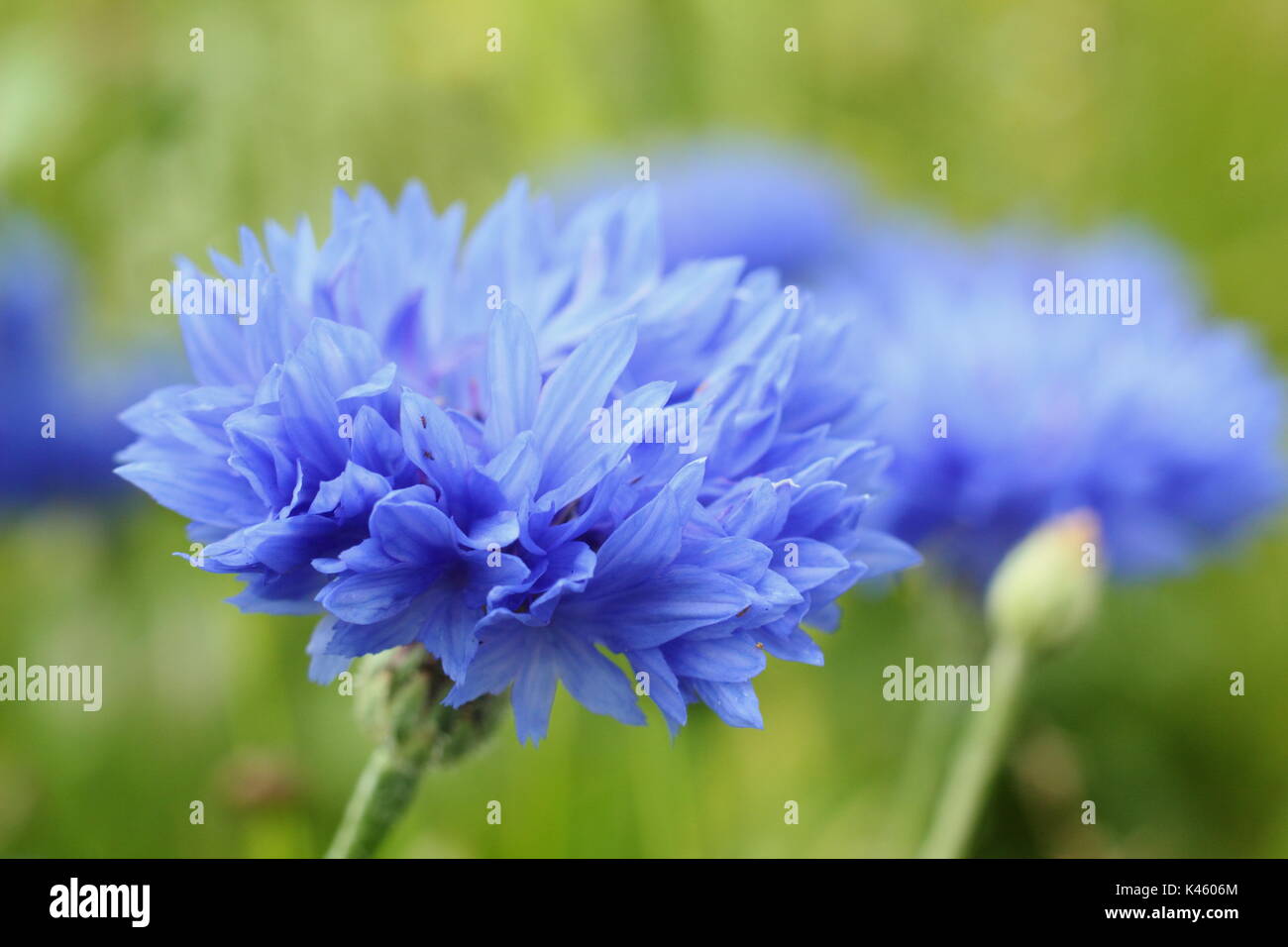 Bleuet bleu (Centaurea cyanus) en pleine floraison dans une prairie en été (juillet), Royaume-Uni Banque D'Images