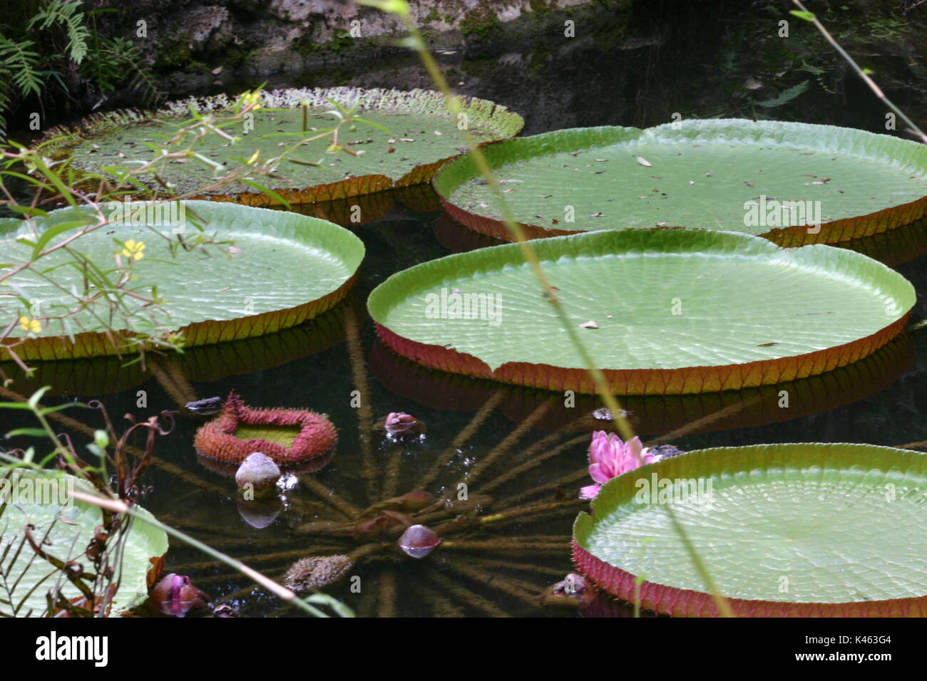 Gros plan des magnifiques fleurs roses sur un lis de l'eau Victoria Banque D'Images