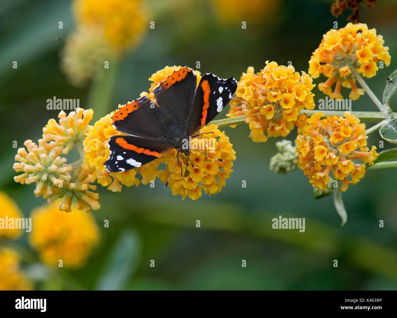 L'amiral rouge, Vanessa atalant, Buddleja globosa butterfly on flower Banque D'Images