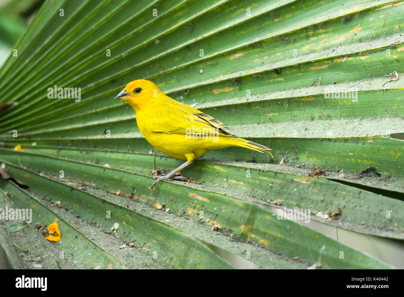 Oiseau jaune sur les feuilles de palmier dans le nord du Pérou Banque D'Images