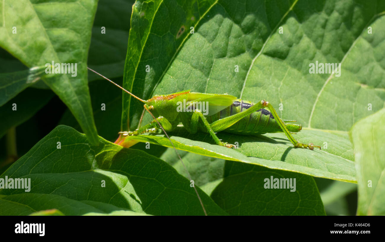 Sauterelle verte sur une feuille dans une journée ensoleillée d'été Banque D'Images