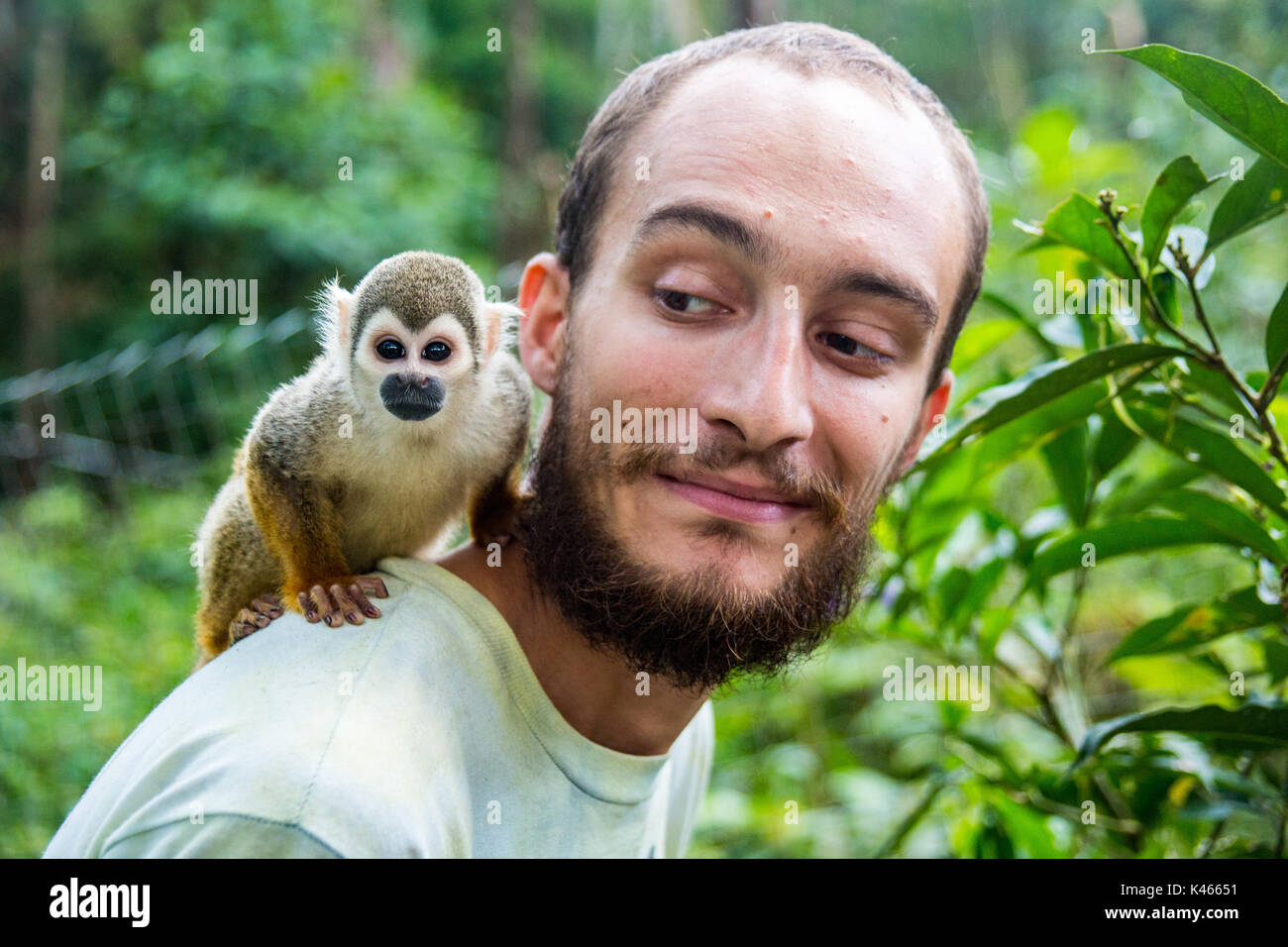 Singe poche (aka Finger Monkey) houblon sur l'homme est de retour dans l'Amaru nature preserve en Equateur le Août 21, 2015 Banque D'Images