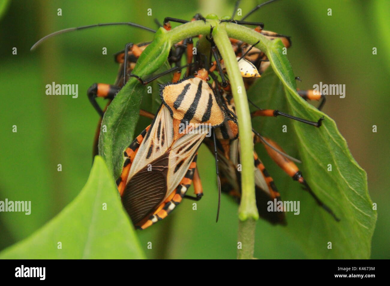 Réunion d'insectes Banque D'Images